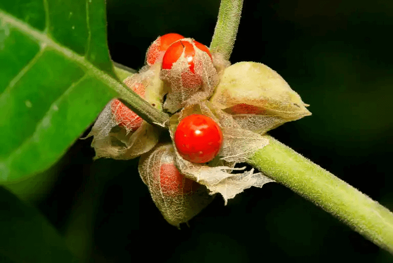 Ashwagandha växter.