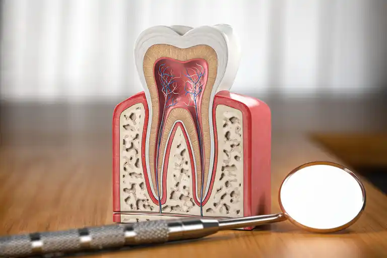 Anatomi av en tand
