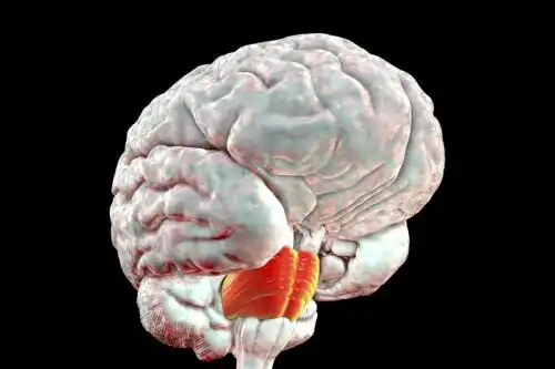 Hjärnbryggans funktioner och egenskaper
