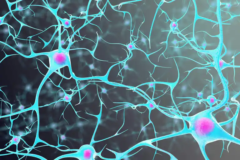 Aktiva neuroner som en del av hjärnbryggans funktioner