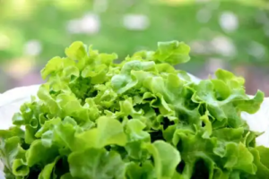 Kan sallatste hjälpa mig att sova bättre?