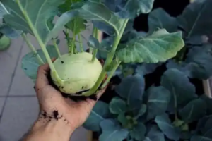 Näringsvärdet och fördelarna med kålrot