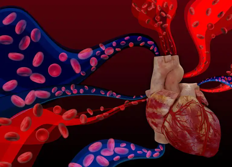 Illustration av det kardiovaskulära systemet.