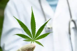 Användningen av cannabis för att lindra MS-symtom: Vad är effekterna?