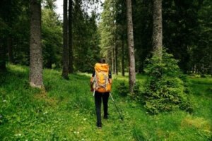 Shinrin Yoku eller skogsbad: Vilka är fördelarna?