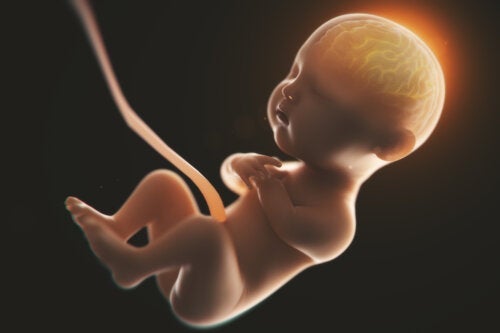 Alkohol under graviditeten kan förändra formen på bebisens hjärna