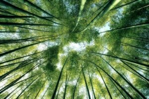 Naturfilosofins betydelse för den moderna världen