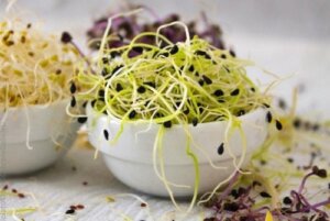 Så gör du för att odla groddar hemma