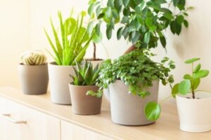 8 växter som skapar lycka enligt feng shui