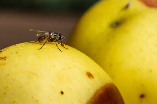 7 tips för att bli av med fruktflugor