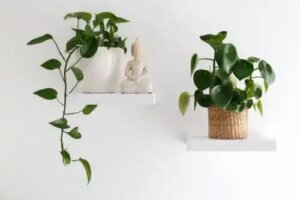 13 hängväxter att ha inomhus för dekoration i hemmet