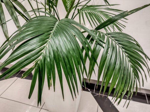 Kentiapalmen: En stor och elegant planta som passar bra inomhus