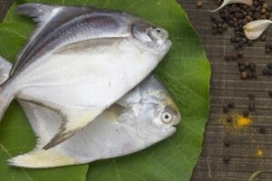 Havsbraxen, en fisk rik på protein