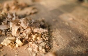 8 praktiska användningsområden för sågspån i hemmet