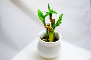 Så sköter du en bambudracena: en lättskött växt
