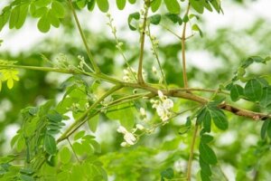 Så odlar du moringa: en komplett guide
