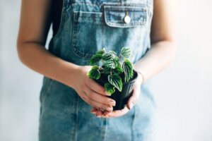 Kolla in dessa 10 små växter med vackra blad