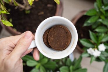 Ge kaffesump till dina växter