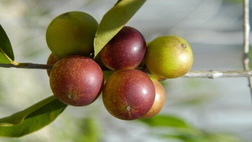 Camu-camu: en exotisk frukt med många hälsofördelar