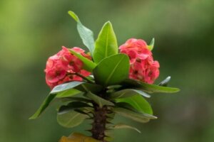 Tips för att hålla din kristi törnekrona blommande året runt