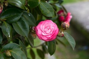 7 rosliknande blommor för din trädgård