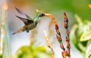 Hur du skapar en pollinatorvänlig trädgård