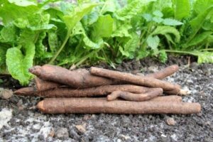 Salsify: så använder du äkta haverrot i kosten