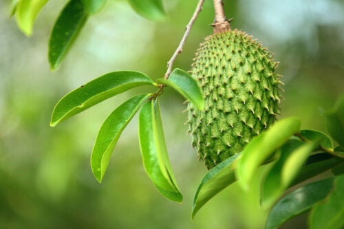 Blad från taggannona: Näring, användningsområden och recept