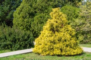 Hur du bäst sköter en ädelcypress