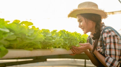 8 tips för att lyckas med hydroponisk odling