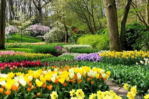 Våren är här! Plantera dessa 8 lökar i din trädgård för att fylla den med liv och färg