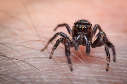 Biten av en spindel: Första hjälpen och när du bör söka vård
