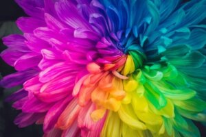 Kan man ändra färgen på blommor? Prova detta experiment