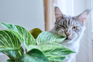 8 farliga växter för hundar och katter: Skydda dina husdjur!