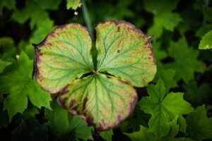 Varför blir pelargonblad gula? 8 möjliga orsaker med lösningar