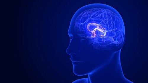 6 sätt att stimulera din hypotalamus för förbättrad funktion