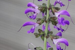 Röd salvia: egenskaper, användningsområden och fördelar