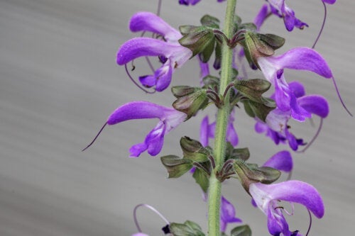 Röd salvia: egenskaper, användningsområden och fördelar