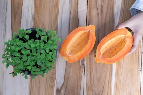 Så kan du odla och skörda din egen papaya på under ett år