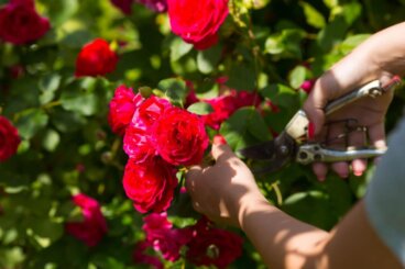 5 professionella tips för att beskära rosor utan att skada dem