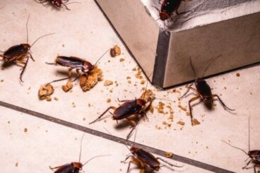 Kackerlackor är en hälsorisk: Myt eller verklighet?