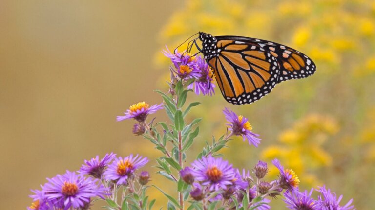 Plantera dessa 17 växter för att locka fjärilar till din trädgård