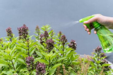 De bästa myggavvisande växterna som skyddar ditt hem