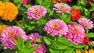 Så planterar och sköter du din zinnia för längre blomning